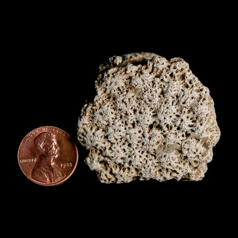 1.8" Glyptodon Fossil Osteoderm Scute Plate Bony Armor Pleistocene Uruguay COA