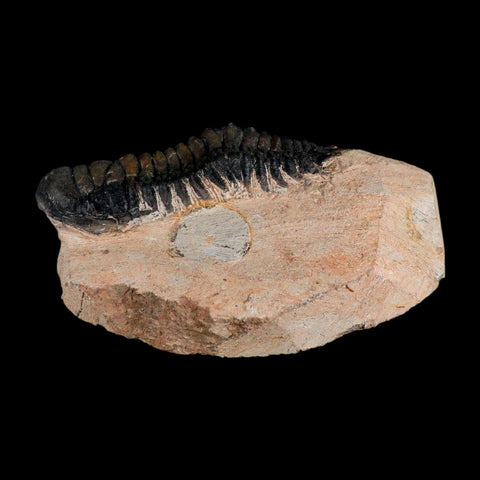 3.1" Crotalocephalus Gibbus Trilobite Fossil Morocco Devonian Age 400 Mil Yrs Old COA - Fossil Age Minerals