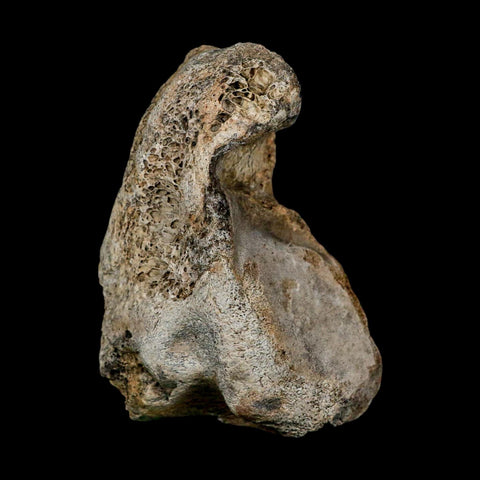3.4" Columbian Mammoth Mammuthus Columbi Fossil Vertebrae Section Pleistocene Age TX - Fossil Age Minerals