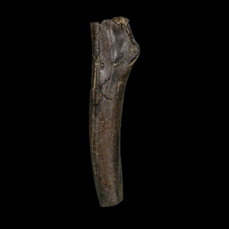 3.5" Hypacrosaurus Dinosaur Fossil Limb Bone Two Medicine FM MT COA Stand
