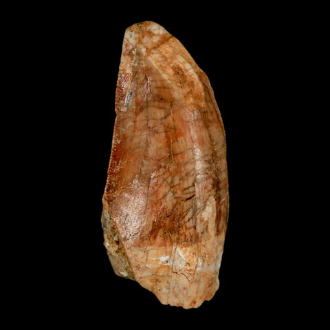 1.5" Carcharodontosaurus Fossil Tooth Cretaceous Dinosaur Morocco COA, Display - Fossil Age Minerals