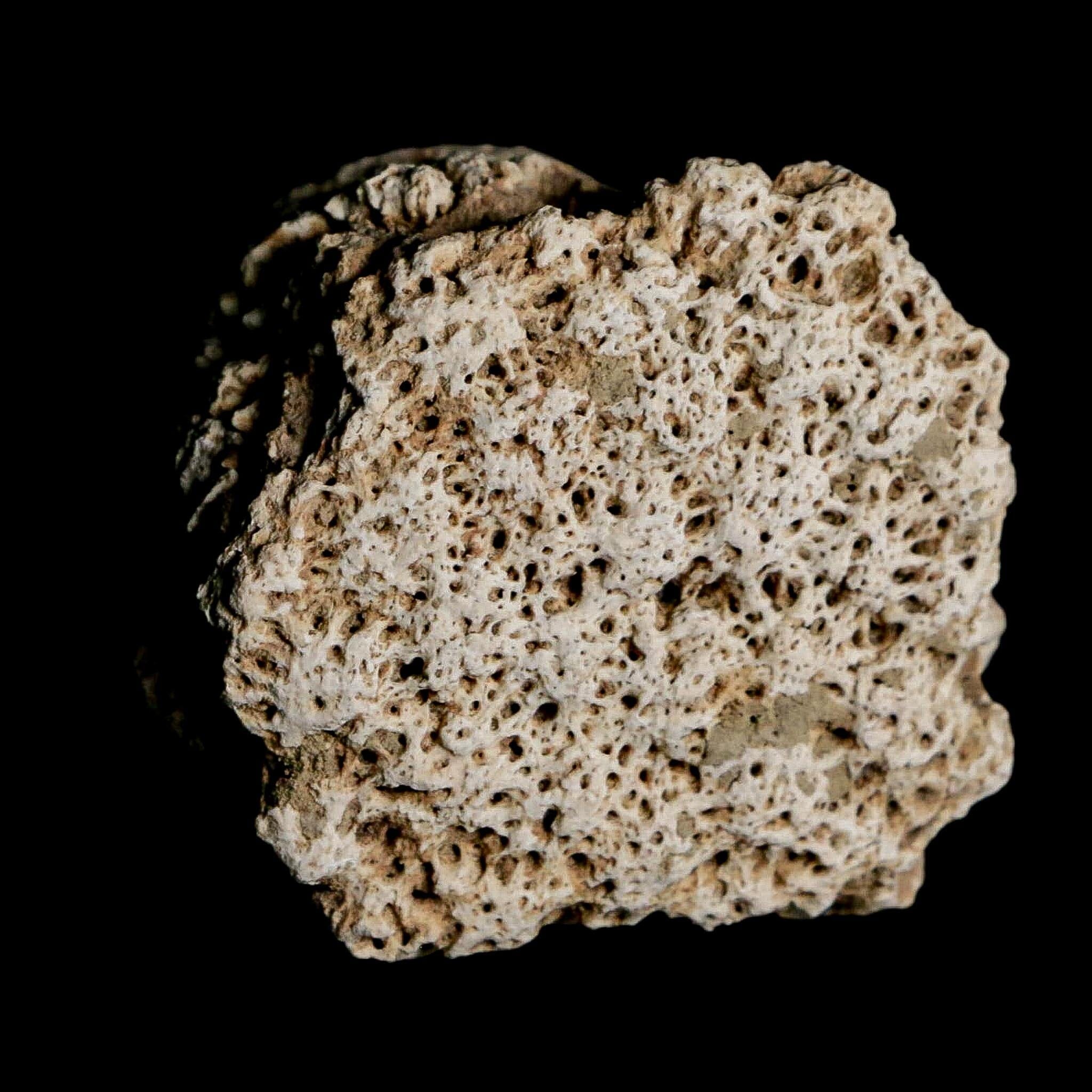 1.8" Glyptodon Fossil Osteoderm Scute Plate Bony Armor Pleistocene Uruguay COA - Fossil Age Minerals
