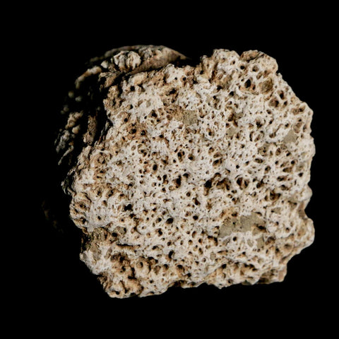 1.8" Glyptodon Fossil Osteoderm Scute Plate Bony Armor Pleistocene Uruguay COA