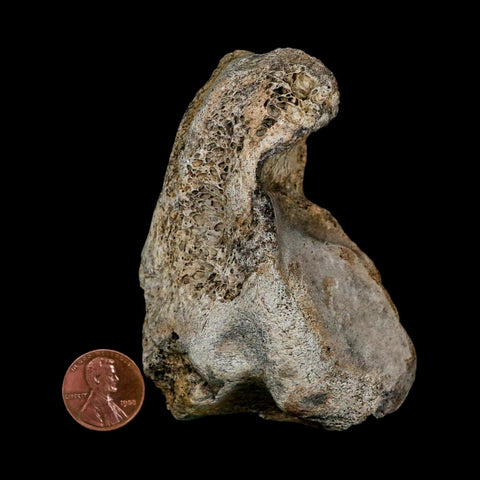 3.4" Columbian Mammoth Mammuthus Columbi Fossil Vertebrae Section Pleistocene Age TX - Fossil Age Minerals