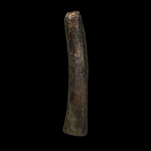 3.5" Hypacrosaurus Dinosaur Fossil Limb Bone Two Medicine FM MT COA Stand