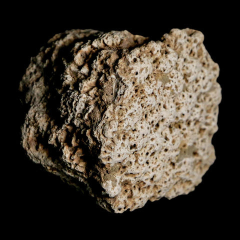 1.8" Glyptodon Fossil Osteoderm Scute Plate Bony Armor Pleistocene Uruguay COA