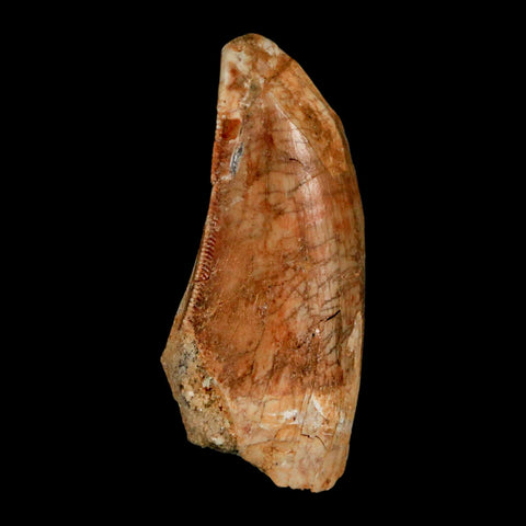 1.5" Carcharodontosaurus Fossil Tooth Cretaceous Dinosaur Morocco COA, Display - Fossil Age Minerals