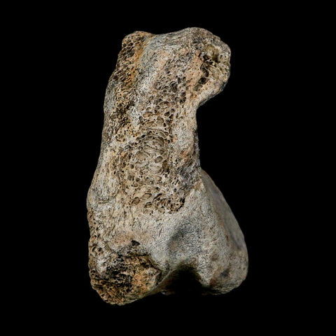 3.4" Columbian Mammoth Mammuthus Columbi Fossil Vertebrae Section Pleistocene Age TX - Fossil Age Minerals
