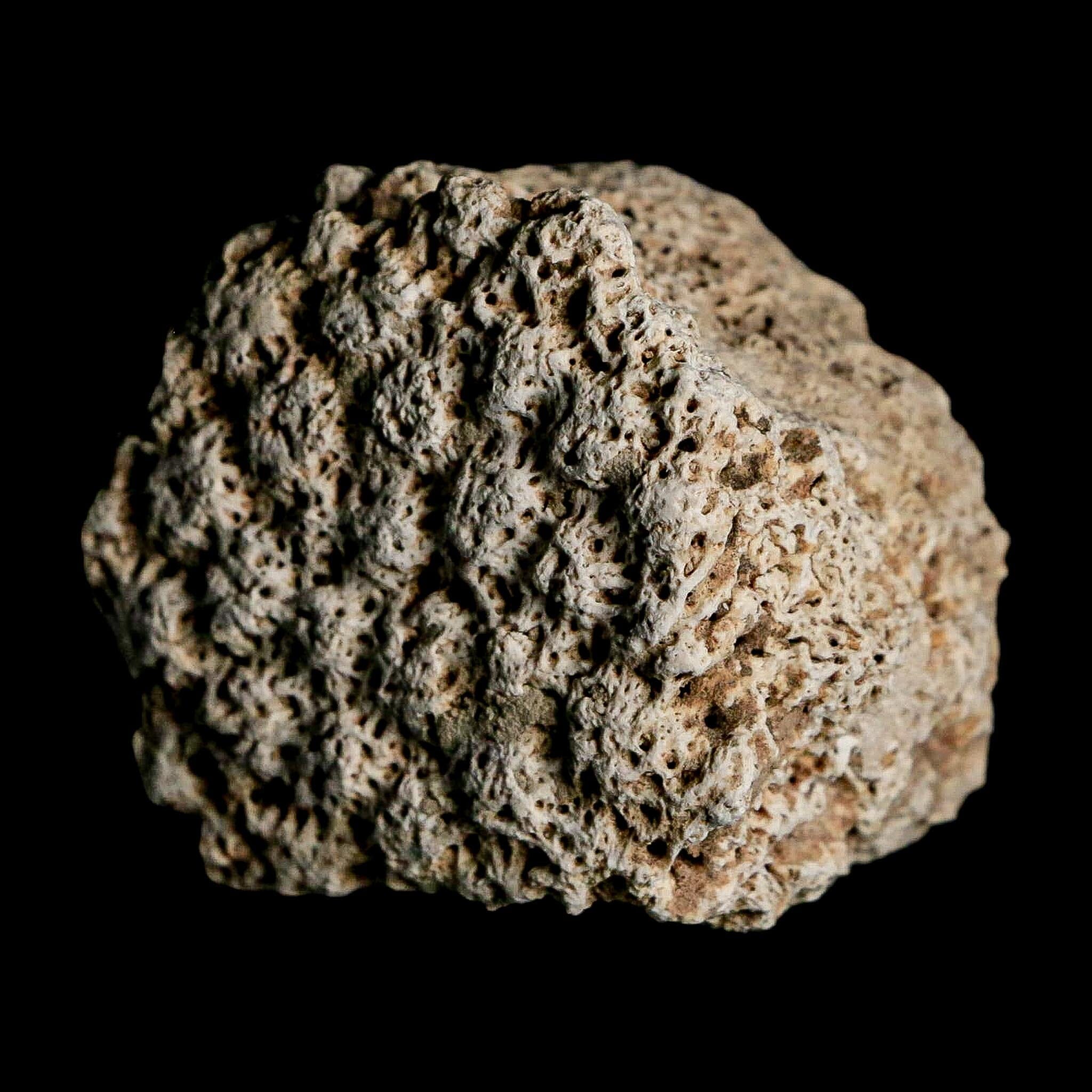 1.8" Glyptodon Fossil Osteoderm Scute Plate Bony Armor Pleistocene Uruguay COA - Fossil Age Minerals
