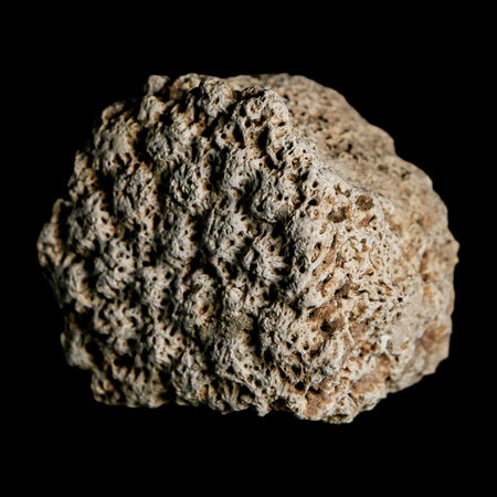 1.8" Glyptodon Fossil Osteoderm Scute Plate Bony Armor Pleistocene Uruguay COA