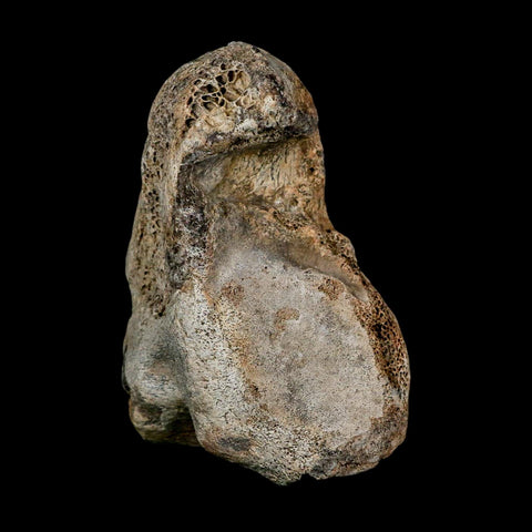 3.4" Columbian Mammoth Mammuthus Columbi Fossil Vertebrae Section Pleistocene Age TX - Fossil Age Minerals