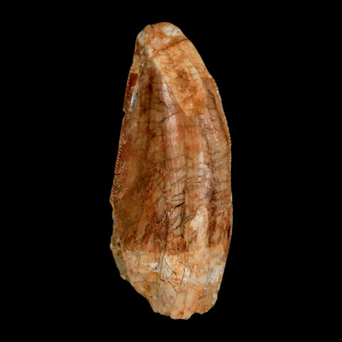 1.5" Carcharodontosaurus Fossil Tooth Cretaceous Dinosaur Morocco COA, Display - Fossil Age Minerals
