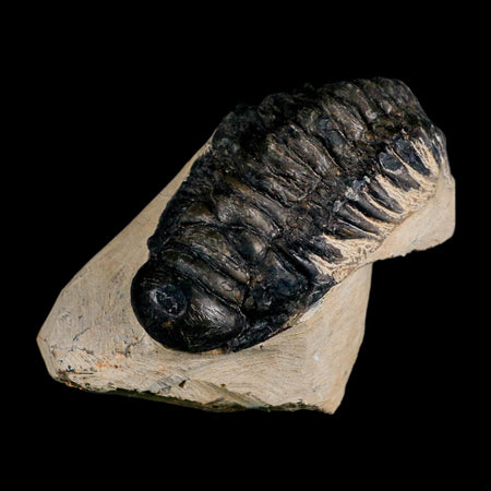 3.6" Crotalocephalus Gibbus Trilobite Fossil Morocco Devonian Age 400 Mil Yrs Old COA