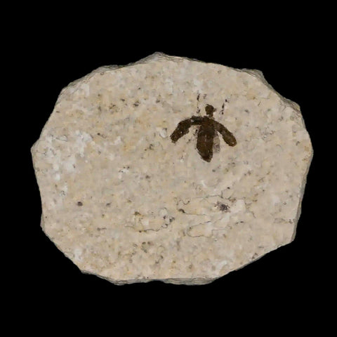 0.4" Detailed Fossil March Fly Insect Green River FM Uintah County UT Eocene Age - Fossil Age Minerals
