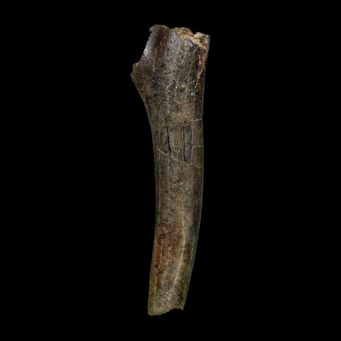 3.5" Hypacrosaurus Dinosaur Fossil Limb Bone Two Medicine FM MT COA Stand