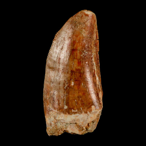 1.5" Carcharodontosaurus Fossil Tooth Cretaceous Dinosaur Morocco COA, Display - Fossil Age Minerals