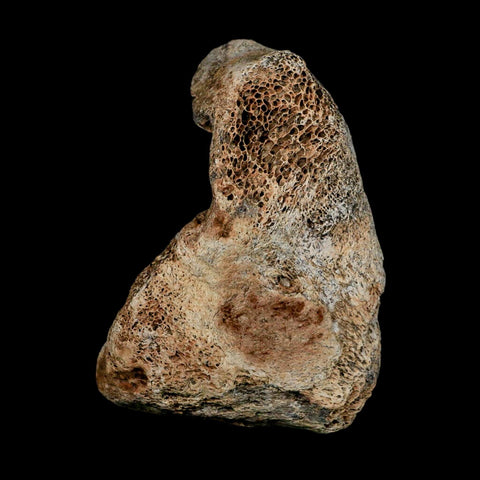 3.4" Columbian Mammoth Mammuthus Columbi Fossil Vertebrae Section Pleistocene Age TX - Fossil Age Minerals