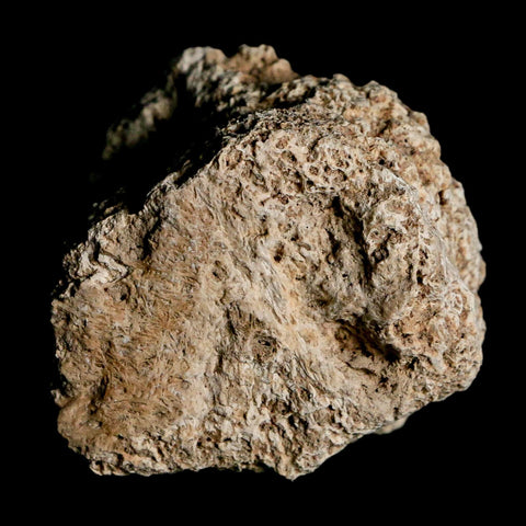 1.8" Glyptodon Fossil Osteoderm Scute Plate Bony Armor Pleistocene Uruguay COA