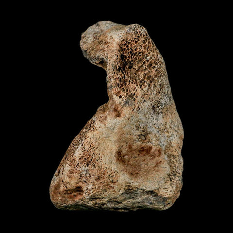3.4" Columbian Mammoth Mammuthus Columbi Fossil Vertebrae Section Pleistocene Age TX - Fossil Age Minerals