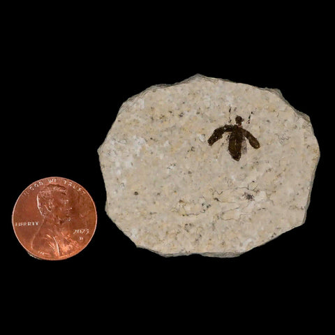 0.4" Detailed Fossil March Fly Insect Green River FM Uintah County UT Eocene Age - Fossil Age Minerals