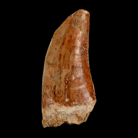 1.5" Carcharodontosaurus Fossil Tooth Cretaceous Dinosaur Morocco COA, Display - Fossil Age Minerals