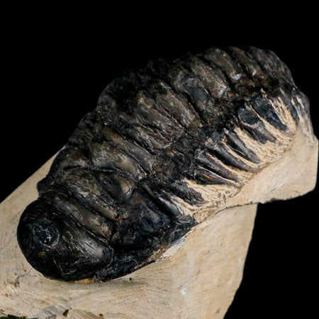3.6" Crotalocephalus Gibbus Trilobite Fossil Morocco Devonian Age 400 Mil Yrs Old COA