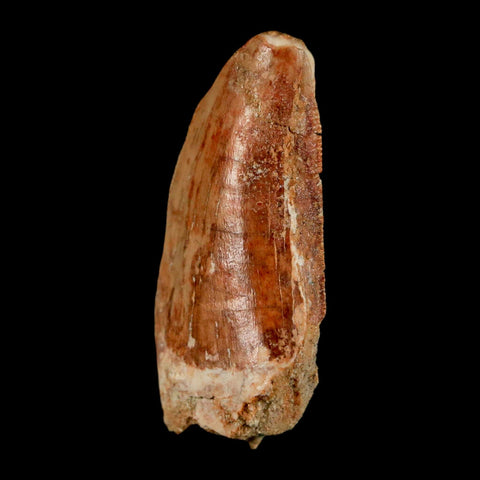 1.5" Carcharodontosaurus Fossil Tooth Cretaceous Dinosaur Morocco COA, Display - Fossil Age Minerals