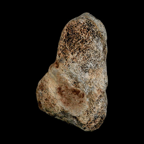 3.4" Columbian Mammoth Mammuthus Columbi Fossil Vertebrae Section Pleistocene Age TX - Fossil Age Minerals