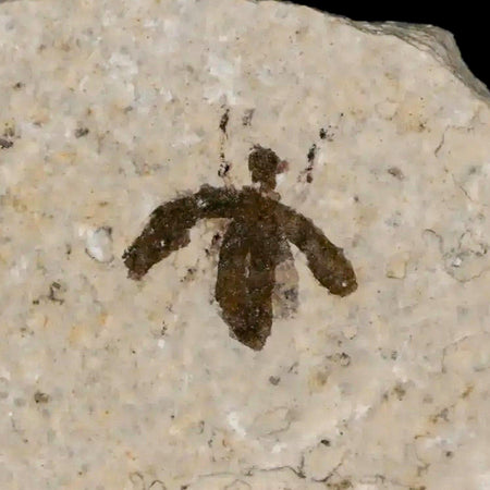 0.4" Detailed Fossil March Fly Insect Green River FM Uintah County UT Eocene Age