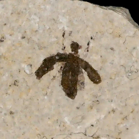 0.4" Detailed Fossil March Fly Insect Green River FM Uintah County UT Eocene Age - Fossil Age Minerals