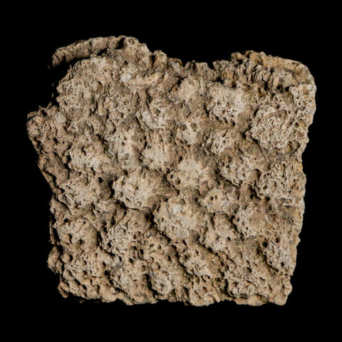 1.8" Glyptodon Fossil Osteoderm Scute Plate Bony Armor Pleistocene Uruguay COA