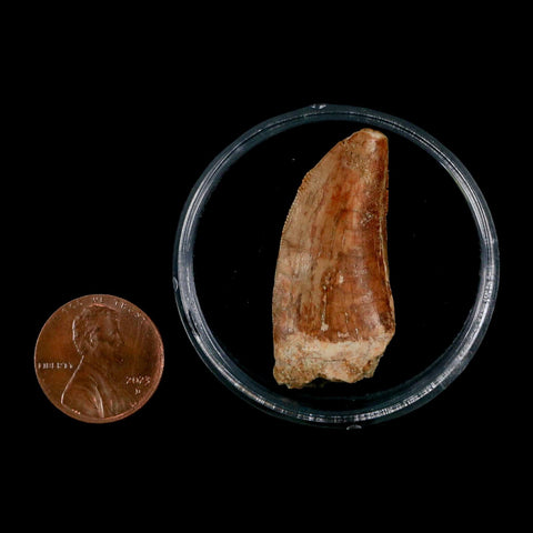 1.5" Carcharodontosaurus Fossil Tooth Cretaceous Dinosaur Morocco COA, Display - Fossil Age Minerals