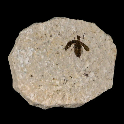 0.4" Detailed Fossil March Fly Insect Green River FM Uintah County UT Eocene Age - Fossil Age Minerals