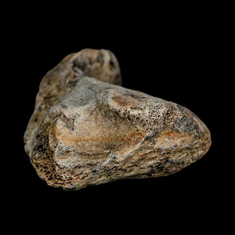 3.4" Columbian Mammoth Mammuthus Columbi Fossil Vertebrae Section Pleistocene Age TX - Fossil Age Minerals