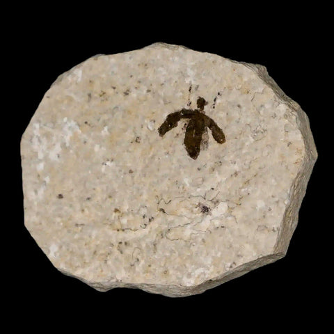 0.4" Detailed Fossil March Fly Insect Green River FM Uintah County UT Eocene Age - Fossil Age Minerals