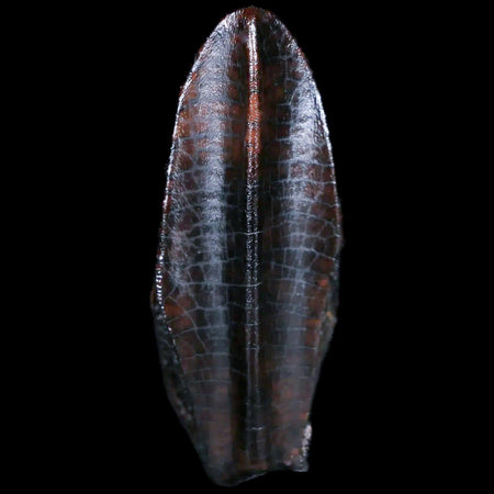 XL 1.4" Lambeosaurus Fossil Tooth Judith River FM MT Cretaceous Dinosaur COA Display