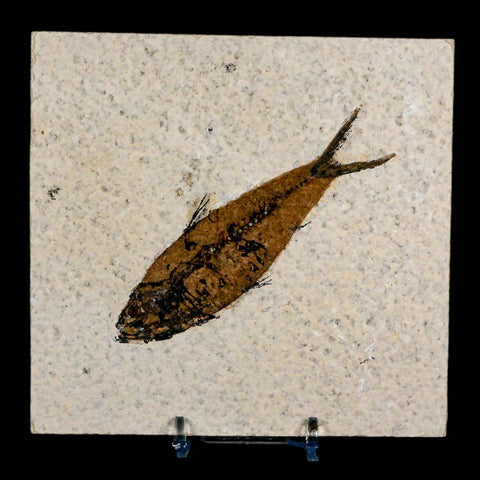 3.9" Knightia Eocaena Fossil Fish Green River FM Wyoming Eocene Age COA & Stand - Fossil Age Minerals