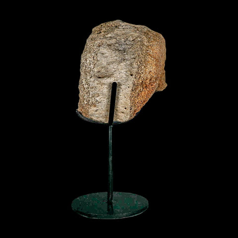 4.2" Columbian Mammoth Mammuthus Columbi Fossil Vertebrae Section Pleistocene Age TX - Fossil Age Minerals