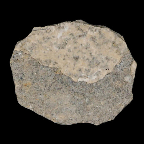0.4" Detailed Fossil March Fly Insect Green River FM Uintah County UT Eocene Age - Fossil Age Minerals