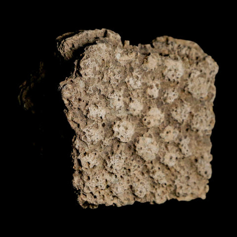 1.8" Glyptodon Fossil Osteoderm Scute Plate Bony Armor Pleistocene Uruguay COA