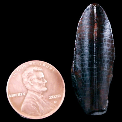 XL 1.4" Lambeosaurus Fossil Tooth Judith River FM MT Cretaceous Dinosaur COA Display - Fossil Age Minerals