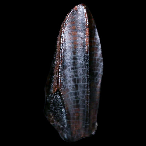 XL 1.4" Lambeosaurus Fossil Tooth Judith River FM MT Cretaceous Dinosaur COA Display - Fossil Age Minerals