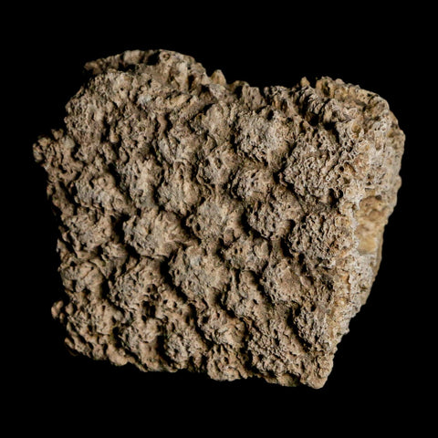 1.8" Glyptodon Fossil Osteoderm Scute Plate Bony Armor Pleistocene Uruguay COA