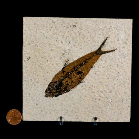 3.9" Knightia Eocaena Fossil Fish Green River FM Wyoming Eocene Age COA & Stand - Fossil Age Minerals
