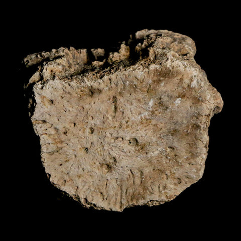 1.8" Glyptodon Fossil Osteoderm Scute Plate Bony Armor Pleistocene Uruguay COA