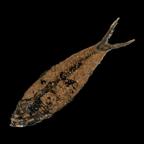 3.9" Knightia Eocaena Fossil Fish Green River FM Wyoming Eocene Age COA & Stand - Fossil Age Minerals