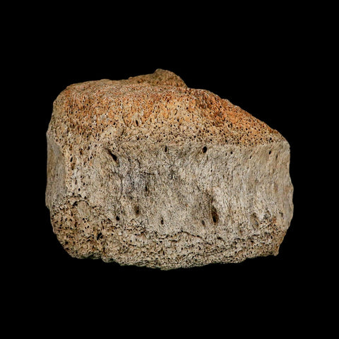 4.2" Columbian Mammoth Mammuthus Columbi Fossil Vertebrae Section Pleistocene Age TX - Fossil Age Minerals