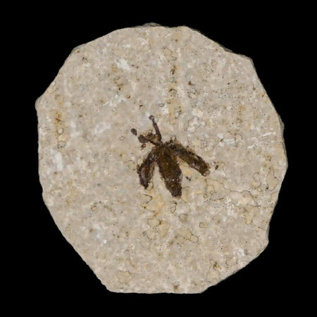 0.6" Detailed Fossil March Fly Insect Green River FM Uintah County UT Eocene Age