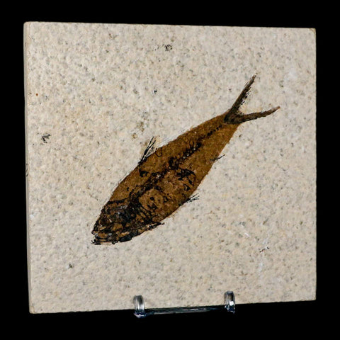 3.9" Knightia Eocaena Fossil Fish Green River FM Wyoming Eocene Age COA & Stand - Fossil Age Minerals