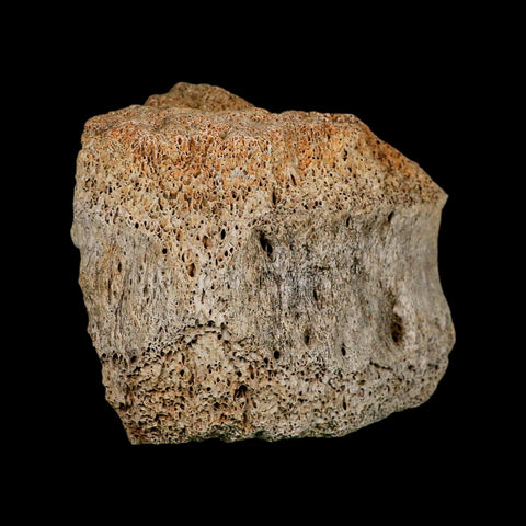 4.2" Columbian Mammoth Mammuthus Columbi Fossil Vertebrae Section Pleistocene Age TX - Fossil Age Minerals